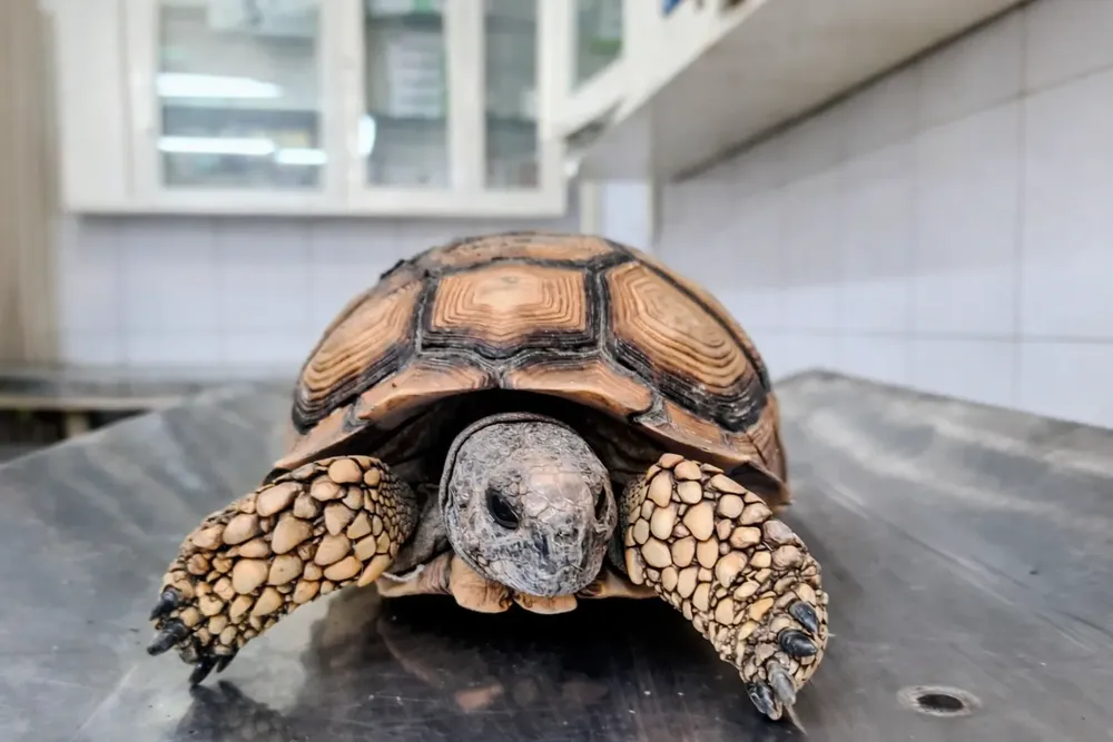 ChatGPT Image 28 dic 2025, 16_21_18