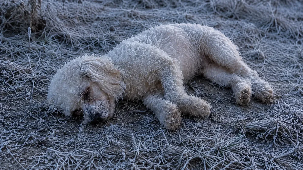 Perro muere de frio
