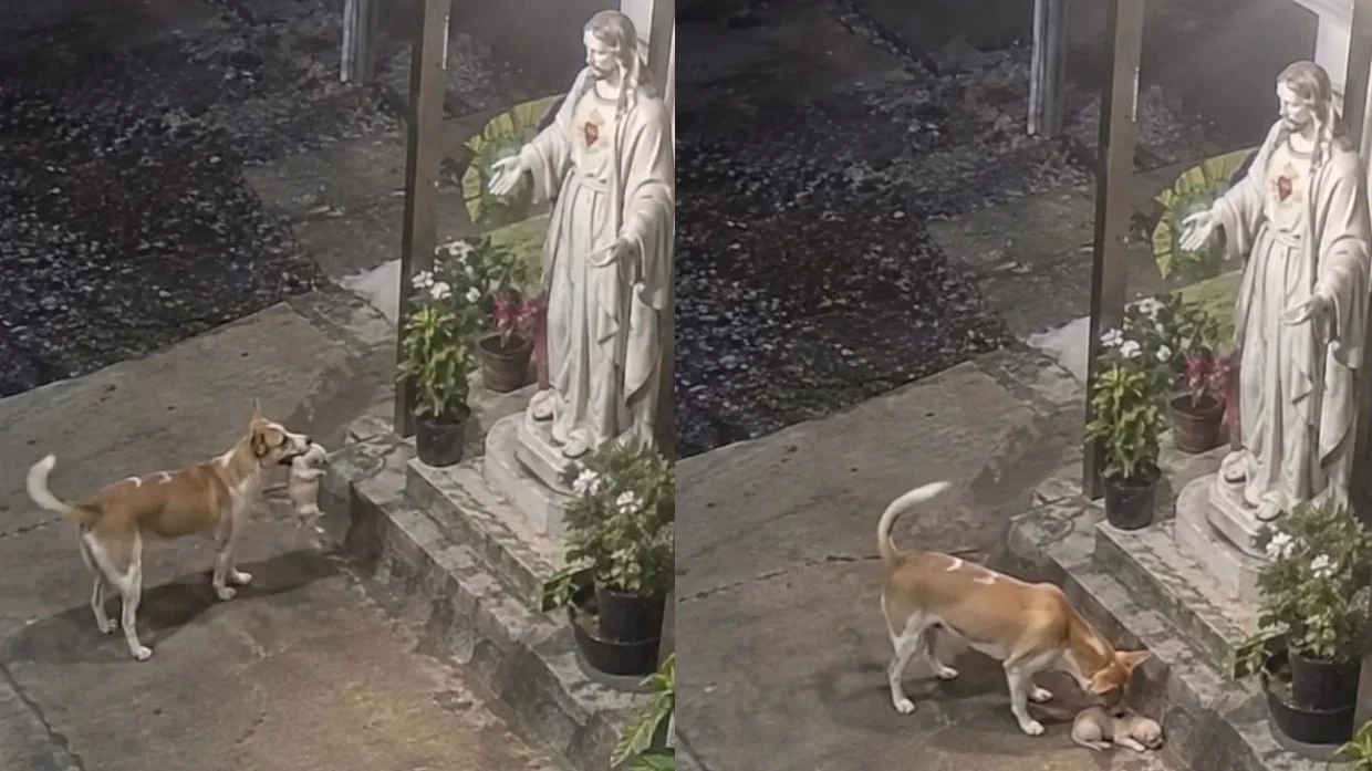 Dos fotogramas del video de un perro y un cachorro frente a una imagen de Jesús