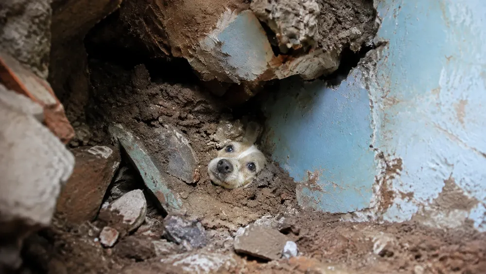 Perrito rescatado en Colombia