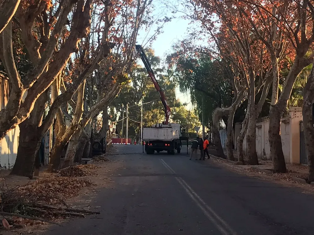 Trabajos de arbolado público en Luján de Cuyo