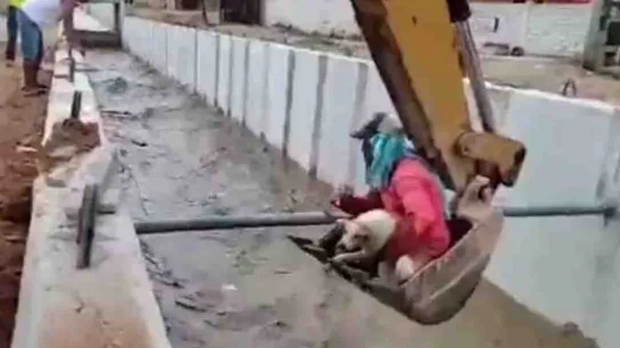 rescate-perro-ecuador
